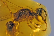 Giật mình loài vật nhiều người nuôi là "hóa thạch sống" từ thời khủng long 