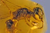 Giật mình loài vật nhiều người nuôi là "hóa thạch sống" từ thời khủng long 