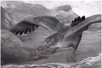 Chân dung loài “hải âu quái vật”, nỗi ám ảnh thời cổ đại 