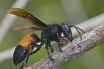 Top động vật hiếu chiến nhất thế giới: Việt Nam góp một loài! 