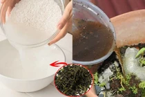 Dùng nước vo gạo ngâm với thứ này đổ vào chậu cây, cây xanh tốt