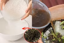 Dùng nước vo gạo ngâm với thứ này đổ vào chậu cây, cây xanh tốt