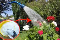 Dùng 2 loại gia vị hòa với nước tưới cho cây, cây xanh tốt 