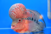 Loài cá cảnh độc đáo nhất Việt Nam: Giá “chát” đến trăm triệu đồng!