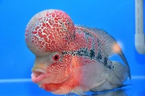 Loài cá cảnh độc đáo nhất Việt Nam: Giá “chát” đến trăm triệu đồng!