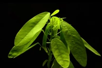 Loài cây biết “nhảy múa” khi nghe thấy âm thanh: Việt Nam có nhiều!