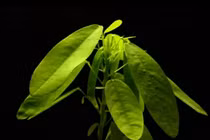 Loài cây biết “nhảy múa” khi nghe thấy âm thanh: Việt Nam có nhiều!