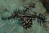 Loài cá bí ẩn nhất Việt Nam: Xuất hiện một lần, có trong Sách Đỏ! 