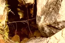 Truy tìm thủ phạm phá hoại ruộng, bất ngờ thấy “bảo vật” vô giá