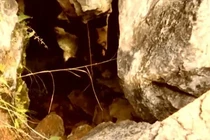 Truy tìm thủ phạm phá hoại ruộng, bất ngờ thấy “bảo vật” vô giá