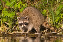 Bật mí những sự thật bất ngờ và đáng yêu về động vật