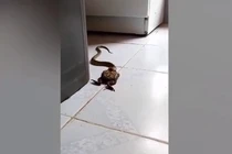 Chuẩn bị ăn cơm, hai cha con tái mặt thấy “quái vật” trong bếp
