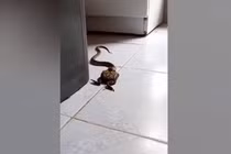 Chuẩn bị ăn cơm, hai cha con tái mặt thấy “quái vật” trong bếp