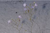 Kỳ lạ loài cây được mệnh danh là “sát thủ bất động” dưới cát