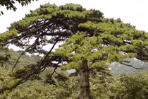 Sửng sốt cây quý "Long trảo tùng" khiến ngôi chùa ngàn tuổi phải đổi tên