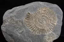 Soi "quái vật biến thành vàng" 183 triệu tuổi, sự thật được giải mã 