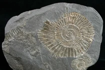 Soi "quái vật biến thành vàng" 183 triệu tuổi, sự thật được giải mã 