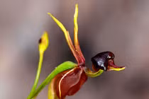 8 loài hoa kỳ quặc nhất hành tinh: Nghe tên đã thấy dị!