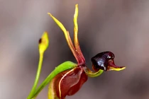 8 loài hoa kỳ quặc nhất hành tinh: Nghe tên đã thấy dị!