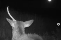 Loài thần thú bất ngờ tái sinh, khiến cả thế giới sốt xình xịch 