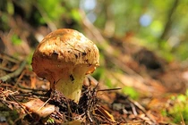 Việt Nam sở hữu “vua của các loại nấm": Thế giới chưa ai trồng được! 