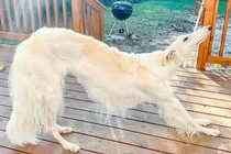 Chú chó có “chiếc mũi dài nhất thế giới” gây sốt cộng đồng mạng 