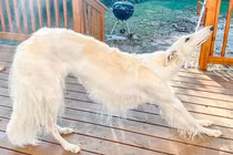 Chú chó có “chiếc mũi dài nhất thế giới” gây sốt cộng đồng mạng 