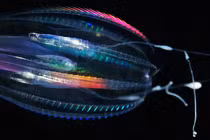 Phát hiện bất ngờ về sinh vật sống lâu đời nhất trên Trái đất