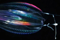 Phát hiện bất ngờ về sinh vật sống lâu đời nhất trên Trái đất