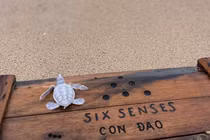 Top động vật bạch tạng quý hiếm nhất thế gian: Việt Nam có 2 loài! 