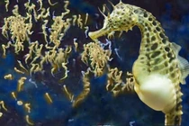 Thán phục những “ông bố” vĩ đại nhất trong thế giới động vật