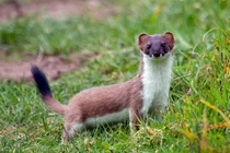 Top động vật tấn công hung dữ nhất thế gian, chớ dại đến gần 