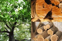 Loại cây “triệu đô” được cả thế giới săn lùng: Việt Nam không thiếu! 