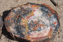 Nhặt gỗ mục ven đường, giật mình nhận ra là báu vật quý như vàng