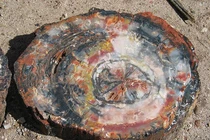 Nhặt gỗ mục ven đường, giật mình nhận ra là báu vật quý như vàng