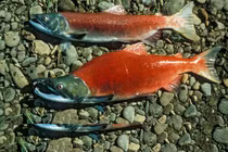 Kinh ngạc 6 loài động vật sẵn sàng giao phối liên tục cho đến chết