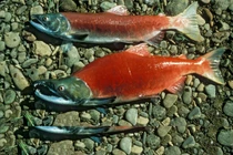 Kinh ngạc 6 loài động vật sẵn sàng giao phối liên tục cho đến chết