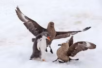 Cánh cụt non dũng cảm chiến đấu chống lại 2 con chim biển