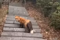 Đang leo núi, sững sờ bắt gặp hồ ly trong truyền thuyết