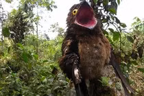 Loài chim được mệnh danh “sứ giả địa ngục“: Ai thấy cũng hết hồn! 