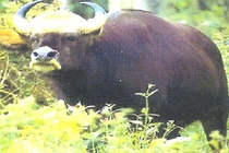 Top động vật hiếm hơn kim cương ở Việt Nam: Có loài đã tuyệt chủng! 