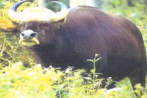 Top động vật hiếm hơn kim cương ở Việt Nam: Có loài đã tuyệt chủng! 