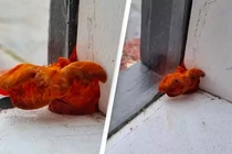 “Quái vật” mọc ra từ cửa sổ phòng, thót tim khi biết rõ lai lịch