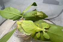 Loài côn trùng hình thù kỳ quái nhất Việt Nam: Có trong Sách Đỏ!