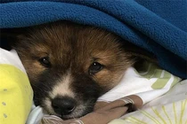 Thú dễ thương xuất hiện sau nhà, chuyên gia lập tức khuyên: “Đừng giữ lại!” 