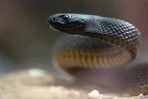 Rắn độc mạnh nhất TG “đụng độ” rắn Mulga, chuyện khủng khiếp gì xảy ra? 