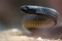 Rắn độc mạnh nhất TG “đụng độ” rắn Mulga, chuyện khủng khiếp gì xảy ra? 