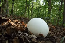 Mang “quả bóng” trắng đi kiểm định, chuyên gia bắt rửa tay ngay lập tức