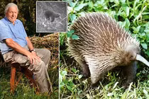 Đặt bẫy ảnh, bất ngờ phát hiện động vật “mất tích” hơn 60 năm