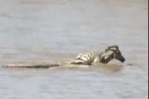 Video: Ngựa vằn non nỗ lực giành sự sống trước hàm cá sấu